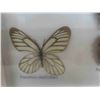 Image 4 : 2 Framed Butterfly Collection 13'' x 11 1/2'' 