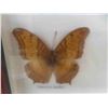 Image 7 : 2 Framed Butterfly Collection 13'' x 11 1/2'' 
