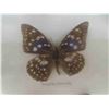 Image 8 : 2 Framed Butterfly Collection 13'' x 11 1/2'' 