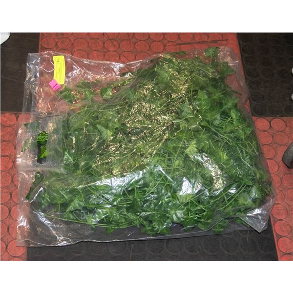 LOT OF IVY HANGING VINES