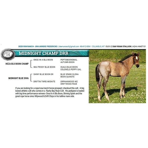 MIDNIGHT CHAMP DRR
