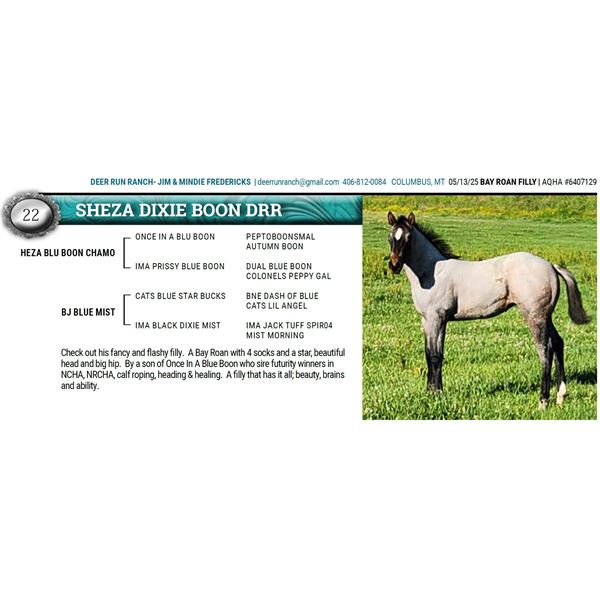 SHEZA DIXIE BOON DRR