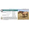 Image 1 : LIKA SMOKEY STIRRUP
