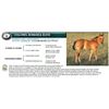 Image 1 : COLONEL BONANZA ELVIS - HERITAGE ELIGIBLE