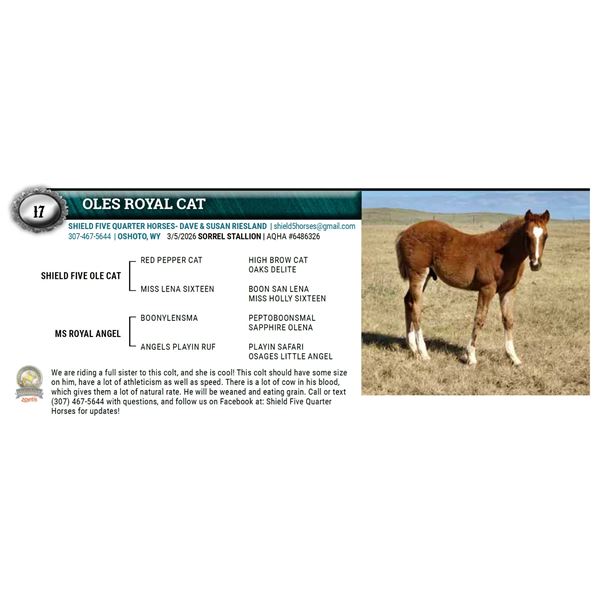 OLES ROYAL CAT
