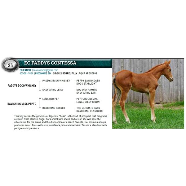 EC PADDYS CONTESSA