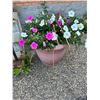 Image 1 : 2 Planters with Flowers