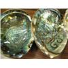 Image 2 : Lot of 4 abalone shells (2)