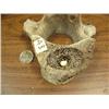 Image 3 : Whale vertebrae with bone and baleen Canadian Goose by Aningayou (2)
