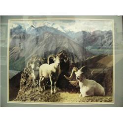 Matted and framed photo of dall sheep (2)