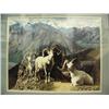 Image 1 : Matted and framed photo of dall sheep (2)