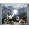 Image 2 : Matted and framed photo of dall sheep (2)