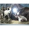 Image 3 : Matted and framed photo of dall sheep (2)