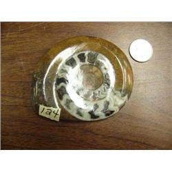 Prehistoric snail fossil 4" wide (3)