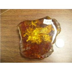 Prehistoric bug and plant life in cased in amber (3)