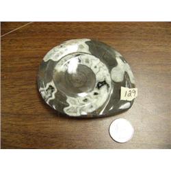 Prehistoric fossilized snail (3)