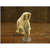Image 3 : Walrus ivory Alaska Native face with walrus by Iglook Koysk (3)
