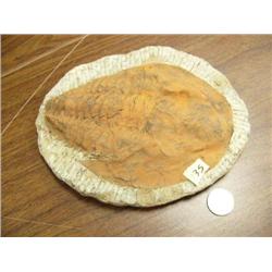 Prehistoric fossil (3)