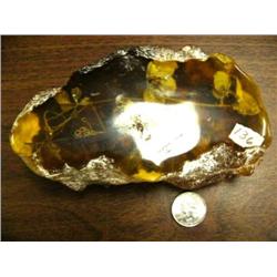 Prehistoric fossilized dragon fly and plant life encased in amber (3)