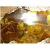 Image 2 : Prehistoric fossilized dragon fly and plant life encased in amber (3)