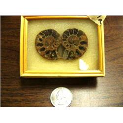 CHOICE on 3: Prehistoric fossilized snails in small glass display cases (3)