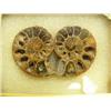 Image 2 : CHOICE on 3: Prehistoric fossilized snails in small glass display cases (3)