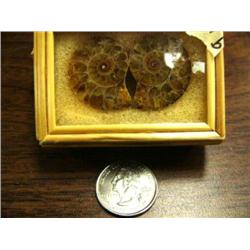 CHOICE on 3: Prehistoric fossilized snails in small glass display cases (3)