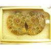 Image 2 : CHOICE on 3: Prehistoric fossilized snails in small glass display cases (3)