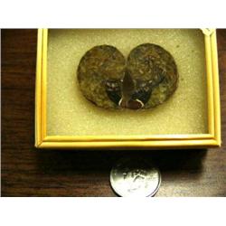 CHOICE on 3: Prehistoric fossilized snails in small glass display cases (3)