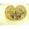 Image 2 : CHOICE on 3: Prehistoric fossilized snails in small glass display cases (3)