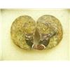 Image 3 : CHOICE on 3: Prehistoric fossilized snails in small glass display cases (3)
