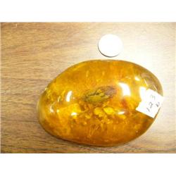 CHOICE on 2 prehistoric fossils: insect and plant life encased in amber (3)