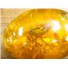 Image 2 : CHOICE on 2 prehistoric fossils: insect and plant life encased in amber (3)