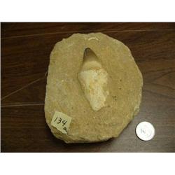 CHOICE on 3 prehistoric fossils (3)