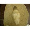 Image 2 : CHOICE on 3 prehistoric fossils (3)