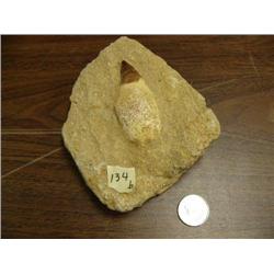 CHOICE on 3 prehistoric fossils (3)