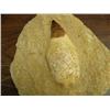 Image 2 : CHOICE on 3 prehistoric fossils (3)