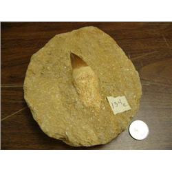 CHOICE on 3 prehistoric fossils (3)