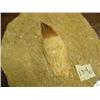 Image 2 : CHOICE on 3 prehistoric fossils (3)