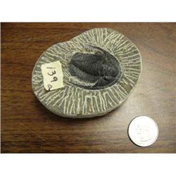 CHOICE on 2 prehistoric fossilized bugs (3)