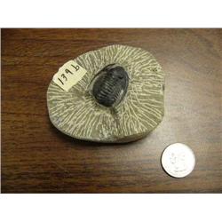 CHOICE on 2 prehistoric fossilized bugs (3)