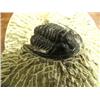Image 2 : CHOICE on 2 prehistoric fossilized bugs (3)