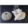 Image 2 : Glass Container w/Lid - (2) Sea Shells