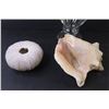 Image 3 : Glass Container w/Lid - (2) Sea Shells