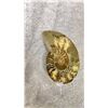 Image 2 : AMMONITE FOSSIL APPROX 5.2" RETAIL $600