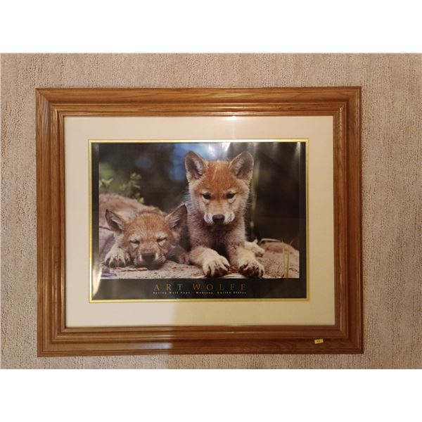 Art Wolfe - Spring Wolf Pups, Montana USA; 34W, 28T
