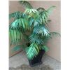 Image 1 : Large Artificial Plant; 21W, 78T