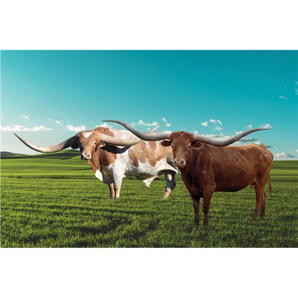 Kid Rock x Texa Jiza Fusion Embryo