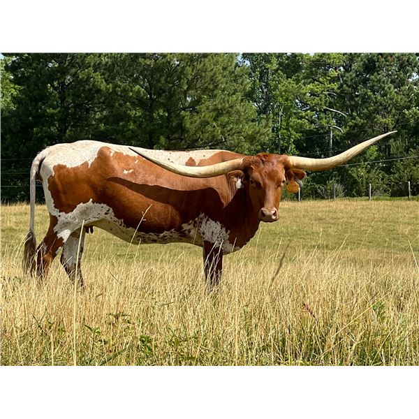 SUB: RHF Celebrity Too