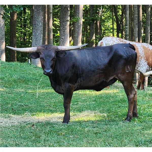 Liberty Blazin' Cocoa